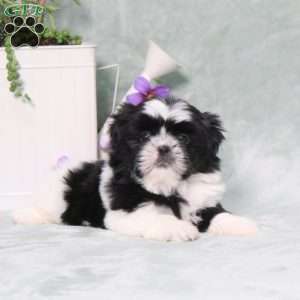 Polecat, Shih Tzu Puppy